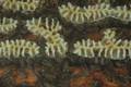 Bienen