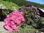 Rhododendron in der Blüte
