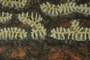 ein Blick in den Bienenstock